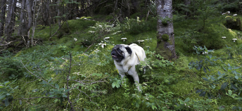 chubsadventurepug: They said I’m a fairy pug! I don’t understand, but I like it here!