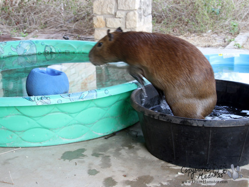 Jumping capybara!