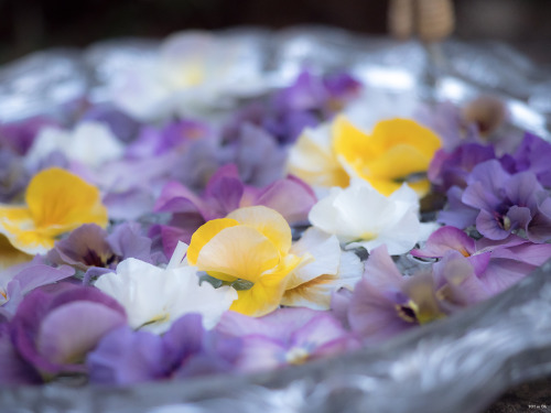 いつもお世話になっているお寺様にて。樹齢300年の枝垂れ桜が今年も花をつけてくれていました。Cherry blossoms 2022. The weeping cherry tree, said to