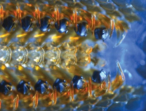 Chiton TeethThe dark spots in this shot are one of the most amazing examples of biomineralization on