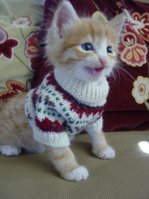 d-hizzle:  meowingtontcat:  This has been Cats Wearing Sweaters.  You’re welcome.