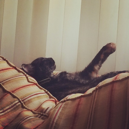 karmayla:My cat must be dreaming of E.T.