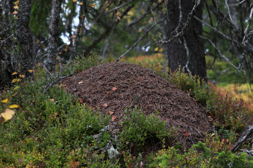 The colours and textures of Vedungsfjällen nature reserve, Dalarna, Sweden.
