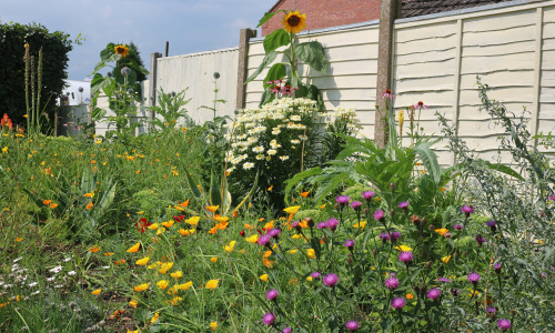 agavex-photography: Herbaceous Border 1, early August 2019.