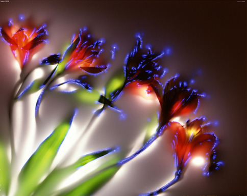 sixpenceee:  Robert Buelteman is not your average nature photographer. The California-based