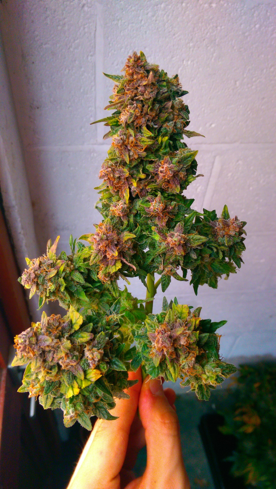 reddlr-trees:  Harvest time :) 