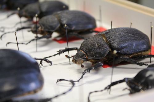 Meet Megasoma actaeon johannae, one of the largest beetles in the world! This mysterious giga beetle