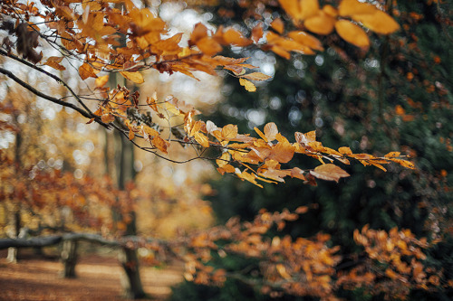 cinnamonthursdays: Colours of Autumn By Karolina Koziel Website | Tumblr | Instagram | Twitter | Pin