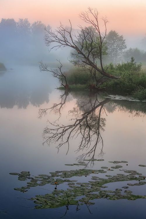 Oh to be 2 girls and their pet cat on a boat ride in the early morning fog 