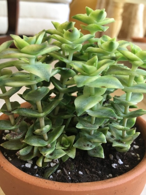 succulents4life:I love this plant