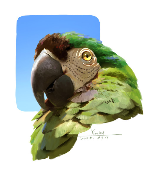 Parrots - Color Studies By NYM 