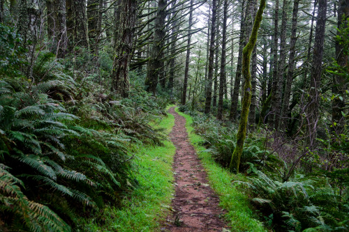 steepravine: Foggy Trails (Point Reyes, California - 12/2014)