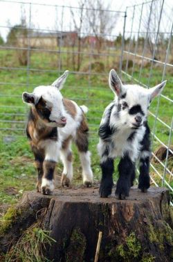 nudityprincess:  adorableanimalss:  Baby goats  @sirenymph @clearmind-healthybeing @softfucks 