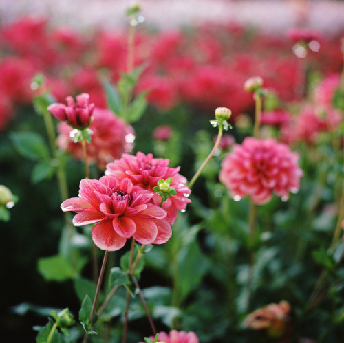 drxgonfly: Summer’s Blooms (by Danielle Nelson)