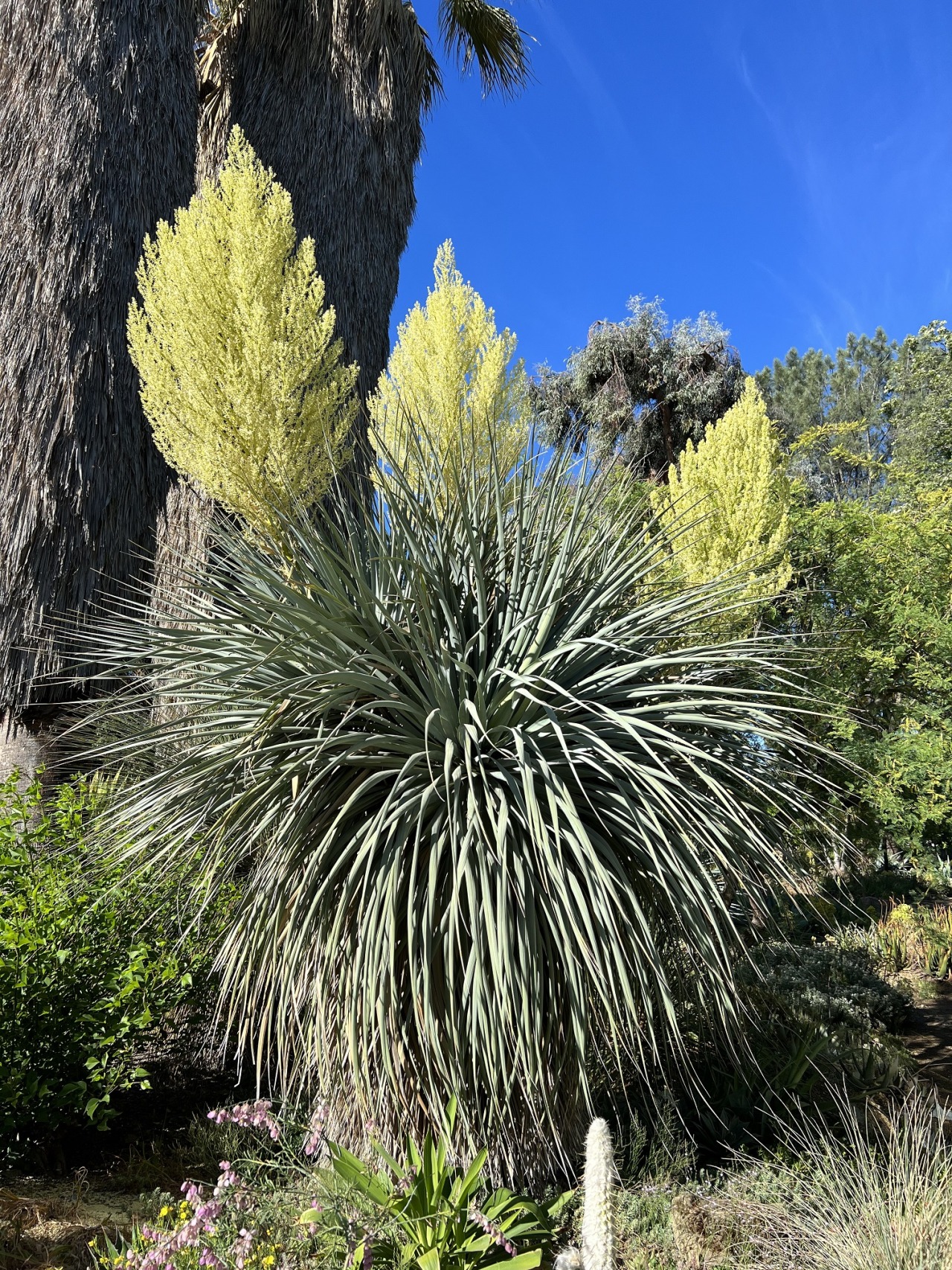 Ruth Bancroft Garden Tumblr — Nolina nelsonii The genus Nolina is part of  a