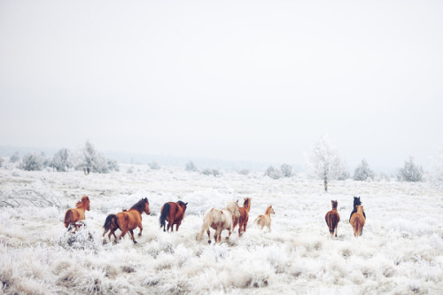 betomad:  horses were afraid. by Kevin Russ