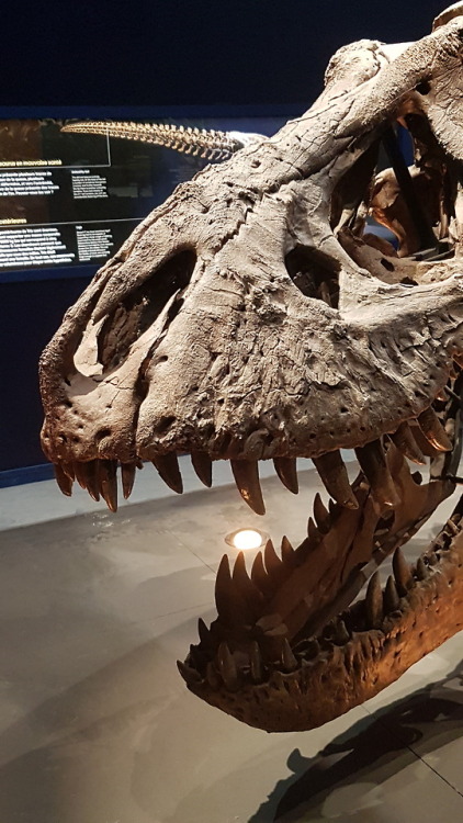 spinojp:Trix, the female Tyrannosaurus rex, exhibited at the Muséum National d'Histoire Natur