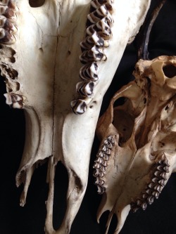 roadkillandcrows:  Red and roe deer skull. 