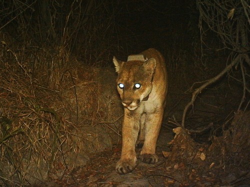 Mountain Lion (P22) - Griffith Park