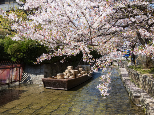 高瀬川の桜 by GENuine1986 on Flickr.