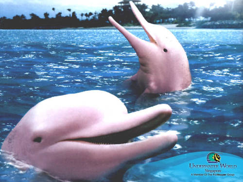 Sex sixpenceee:  The pink river dolphin has lived pictures