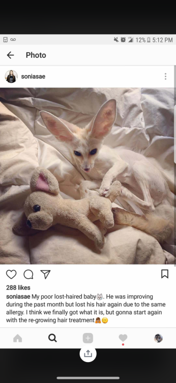 zooophagous: mad-hare:  x-princess-vanity-x:  moldyfingers:   x-princess-vanity-x:   I’m real sick of seeing people do this to their animals. First off, she bought that fox, she didn’t adopt it as she has said on her (now private) Instagram. This