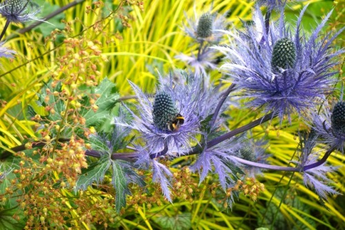 Alnwick GardensVarious photos throughout the gardens. It was a lush summer day with buzzing bees and