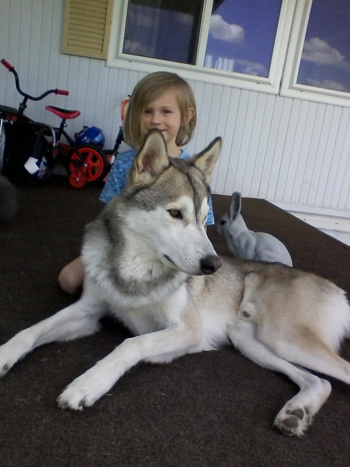 pupcontent: pupcontent:  pupcontent:  While wolfdogs do tend to have high prey drive,