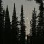 more-trees-less-anxiety