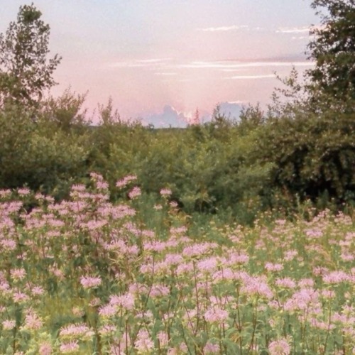 Until The Flowers Bloom Again . . .
