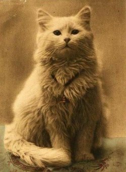 thefabulousweirdtrotters:One of the first cat photos ever taken, 1880s