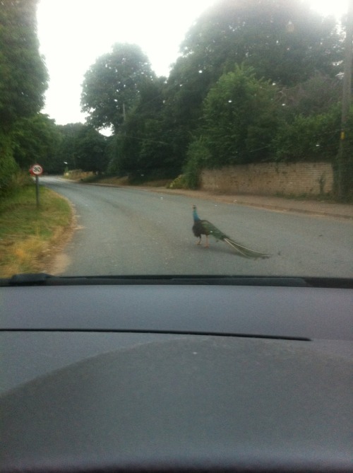 The joys of living in the countryside&hellip;&hellip;.