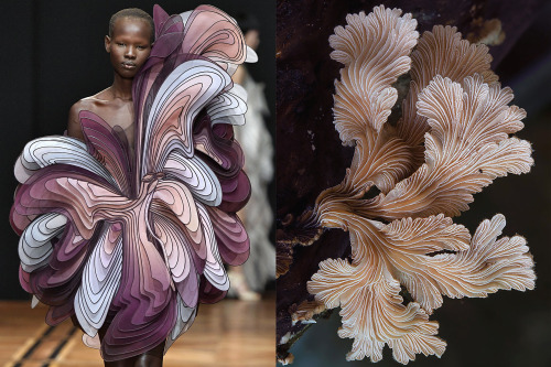 whereiseefashion: Match #452Iris van Herpen Haute Couture Spring 2019 | Schizophyllum Commune mushro