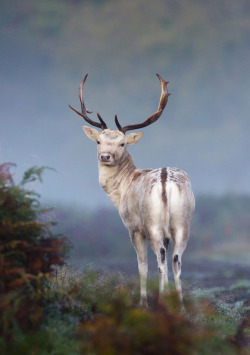 A long look back (Fallow deer, UK)