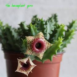 houseplantguru:#succulentsunday Who doesnt love the lifesaver plant or Huernia zebrina? Great conversation starter! #houseplant #indoorplant #gardenchat #urbanjungle #houseplantclub #houseplantsrock #indoorplant #succulent #succulove