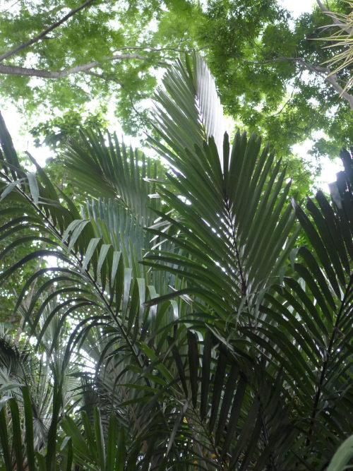 oceaniatropics:   Arenga engleri (palm species), Brisbane, Australia, by tanetahi