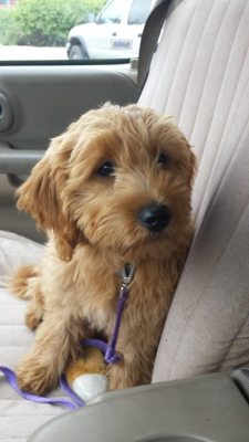 cute-overload:  My nephews teacher asked if I would entertain her puppy for an hour so she could do some work.http://cute-overload.tumblr.com source: http://imgur.com/r/aww/YYuKIlu