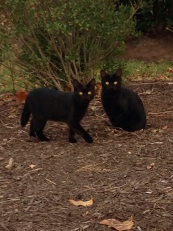 limey404:  i found twin kitties behind the