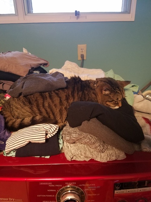 Queen of the laundry pile