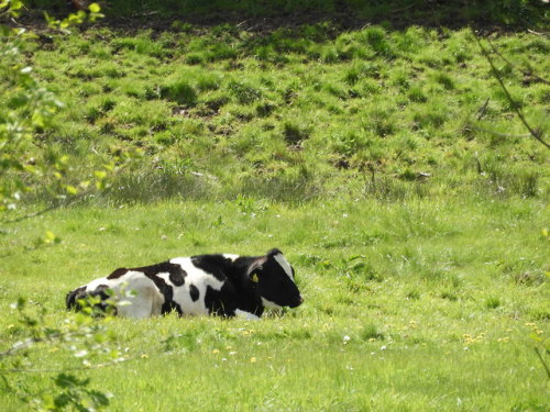 skogsraet: first cow sighting of this spring!!!