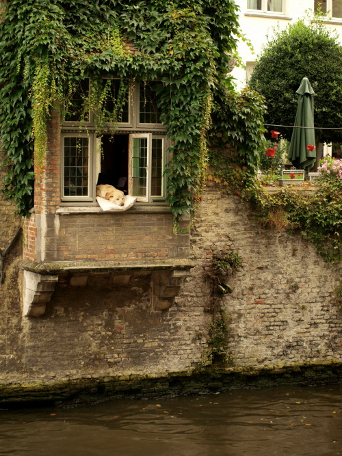 peet-b-shelley: a local celebrity. Brugge, autumn 2012