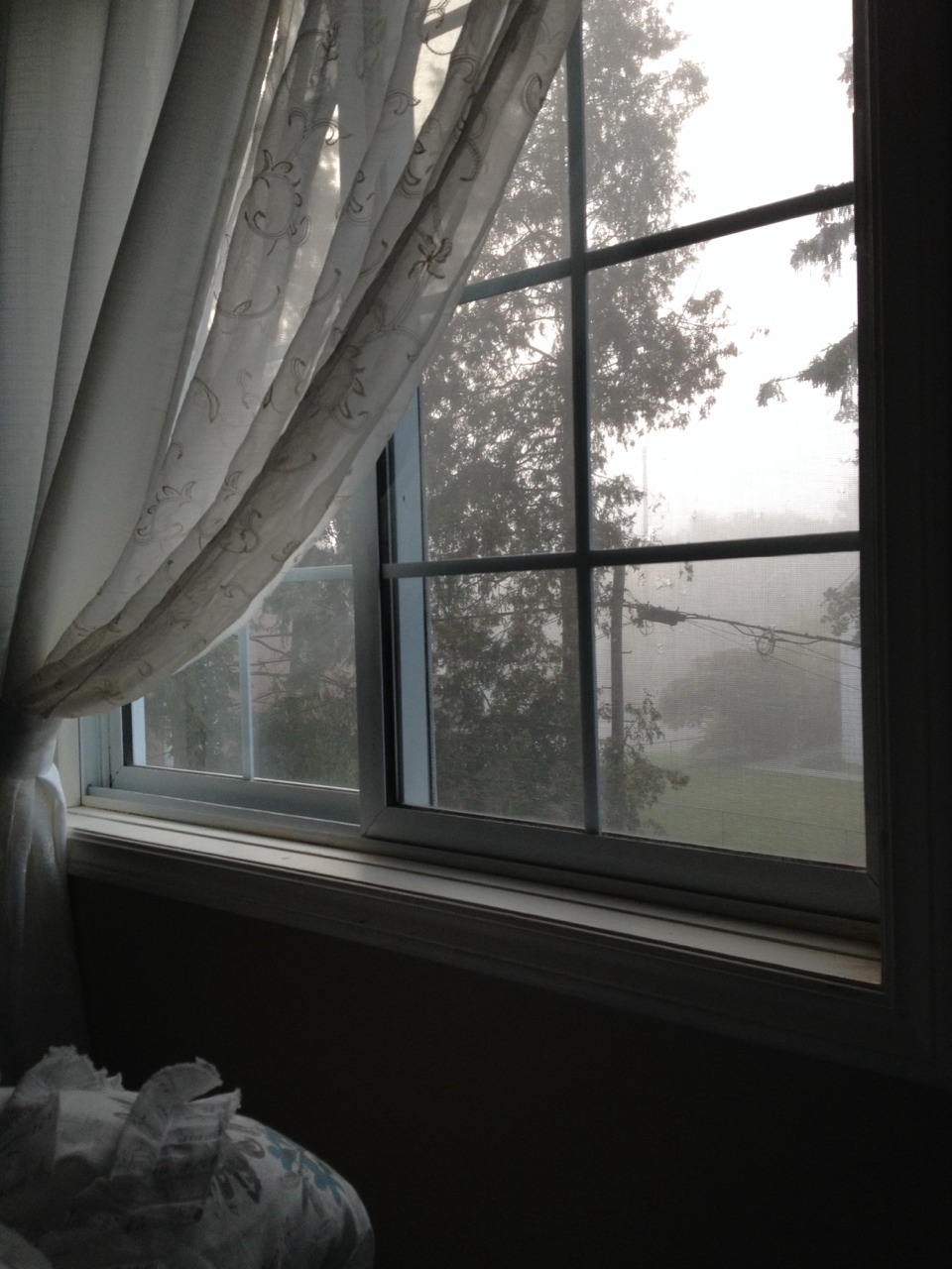 whiteoleander:  morning views 