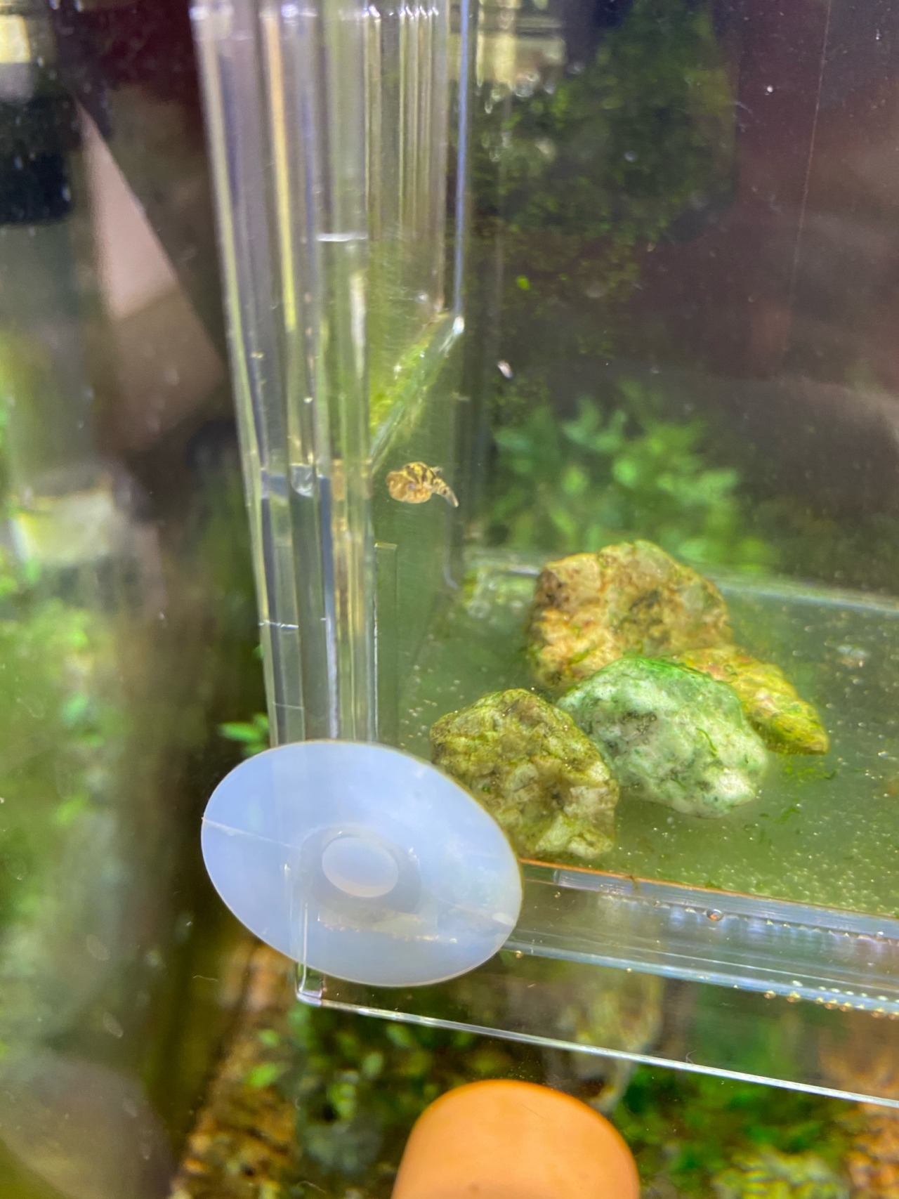 Days Of Puffers Days Of Puffers