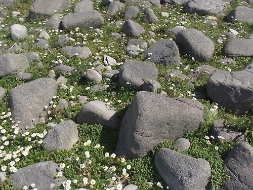 rockdaisies - I Miss The Desert