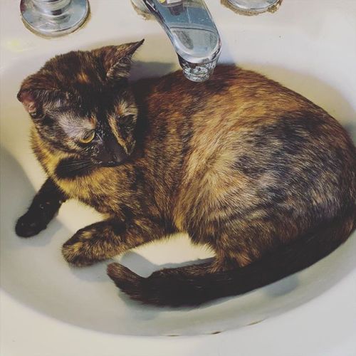 Is there a cat in the sink?
YES. https://ift.tt/2SXh7Ux