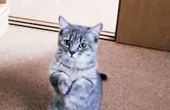 sirjohnwatsons:  Cat begging for food 