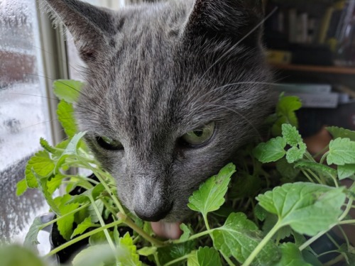 sudosuccess: Kitty on the catnip. I like the way his ears turn back when he buries his face in the p