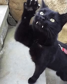 deja-mew - give Predaking a vacation