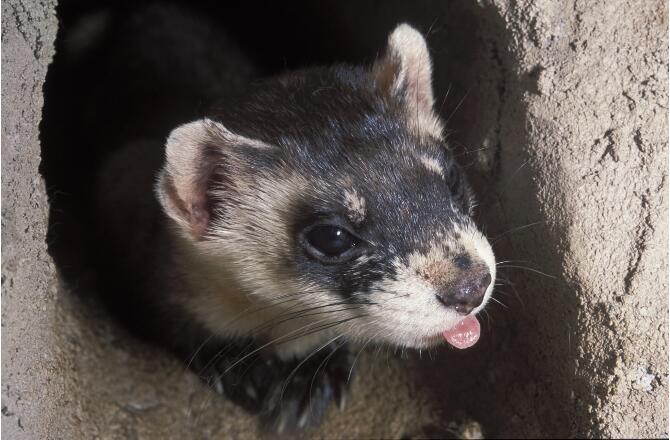 ferret-suggest:  today’s long boy: black footed ferret! this is black footed ferret,