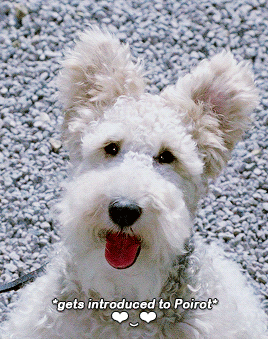 poirott:“I don’t know why dogs always go for postmen, I’m sure,” continued our guide.“It’s a matter 